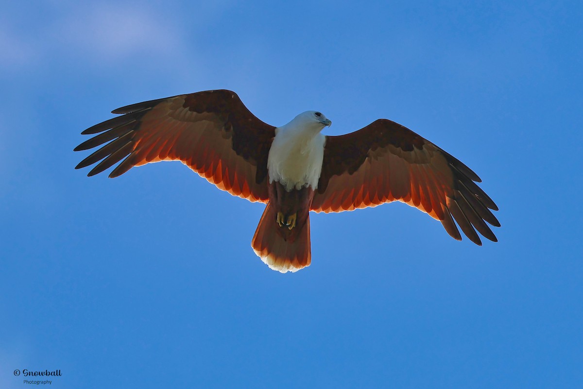 Brahminy Kite - ML621694502