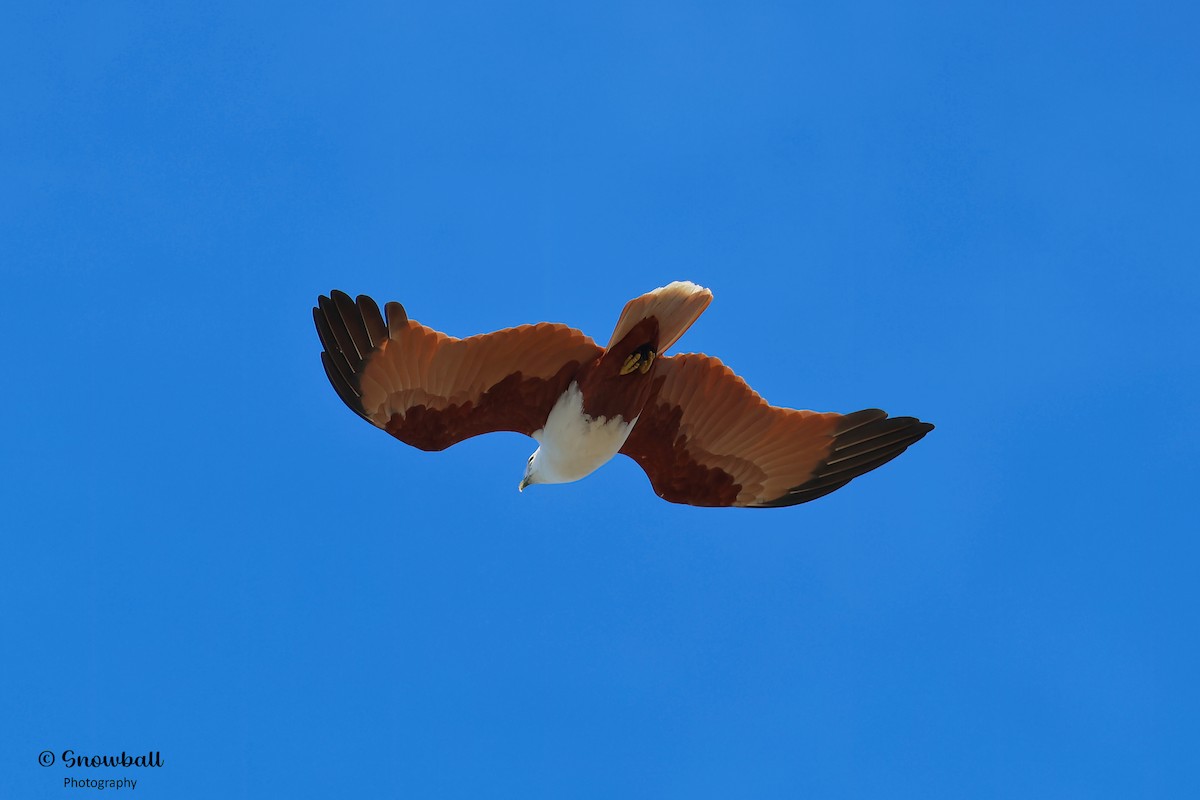 Brahminy Kite - ML621694503