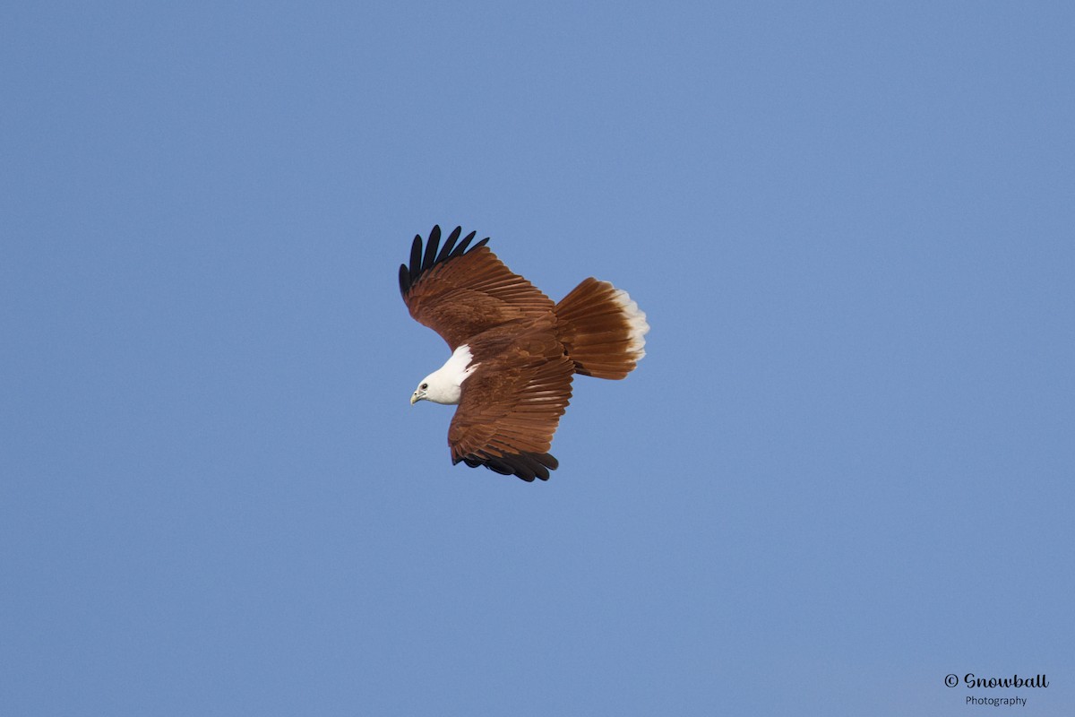 Brahminy Kite - ML621694504