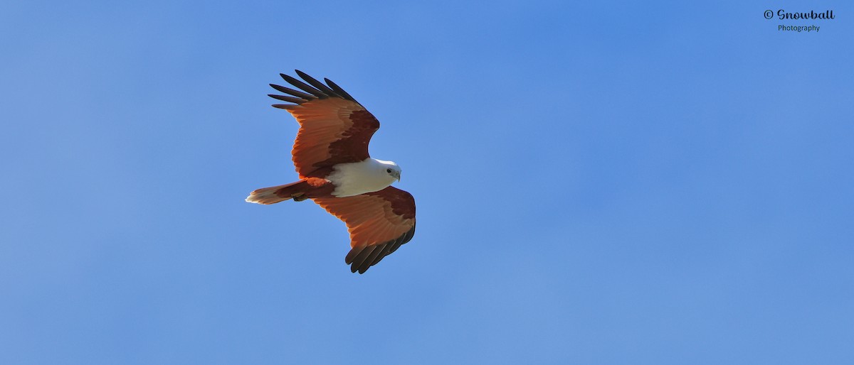 Brahminy Kite - ML621694505