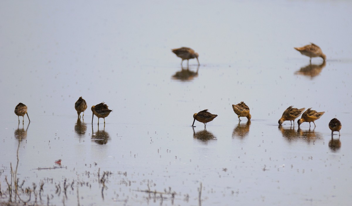 Long-billed Dowitcher - ML621694569