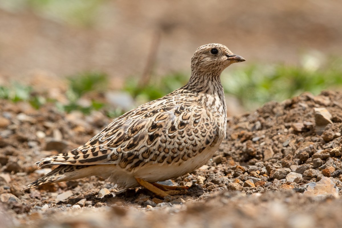 Gray-breasted Seedsnipe - ML621694615