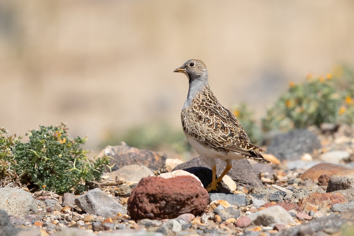 Gray-breasted Seedsnipe - ML621694616