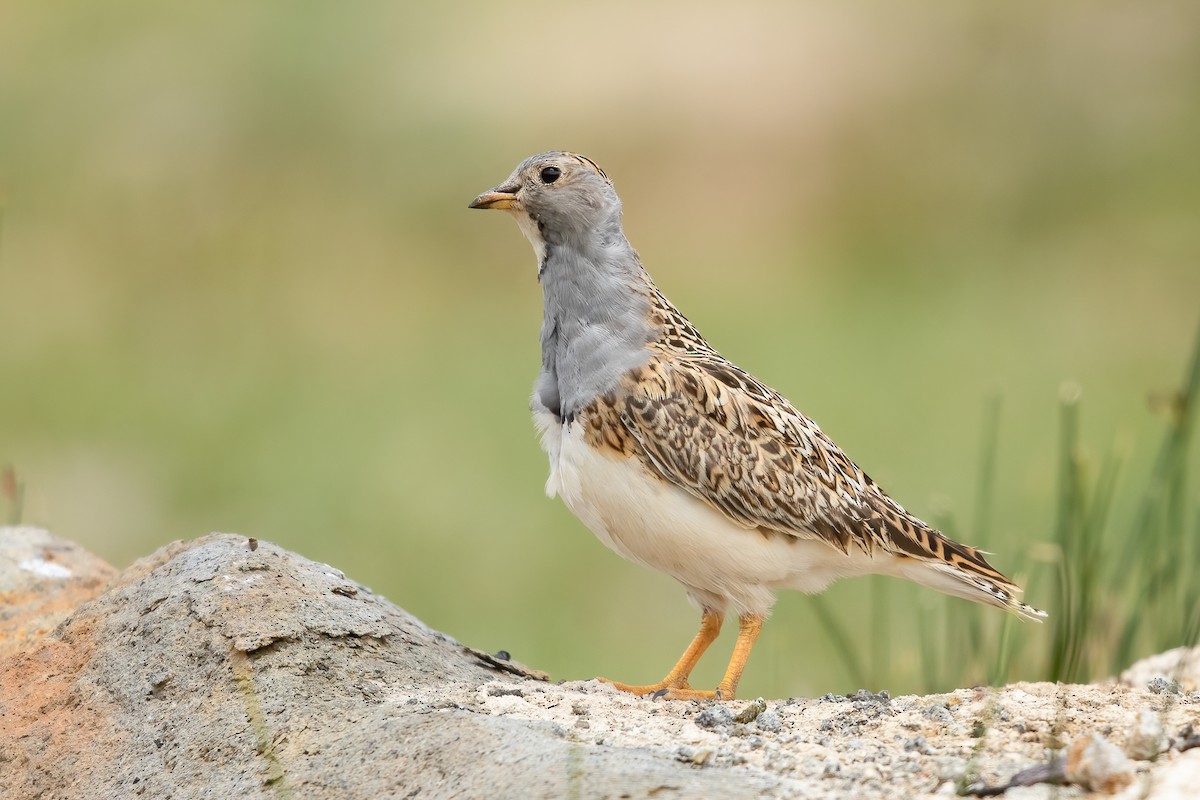 Gray-breasted Seedsnipe - ML621694617