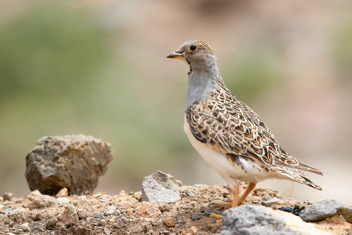 Gray-breasted Seedsnipe - Ilya Povalyaev