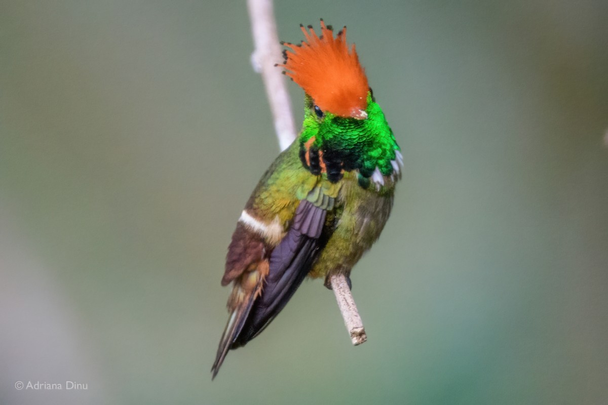 Rufous-crested Coquette - ML621694695