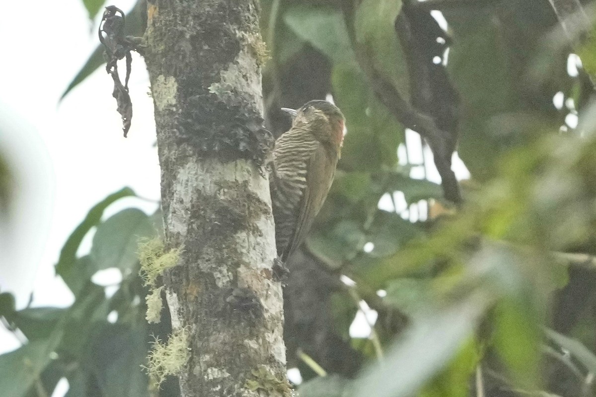 Bar-bellied Woodpecker - ML621694872