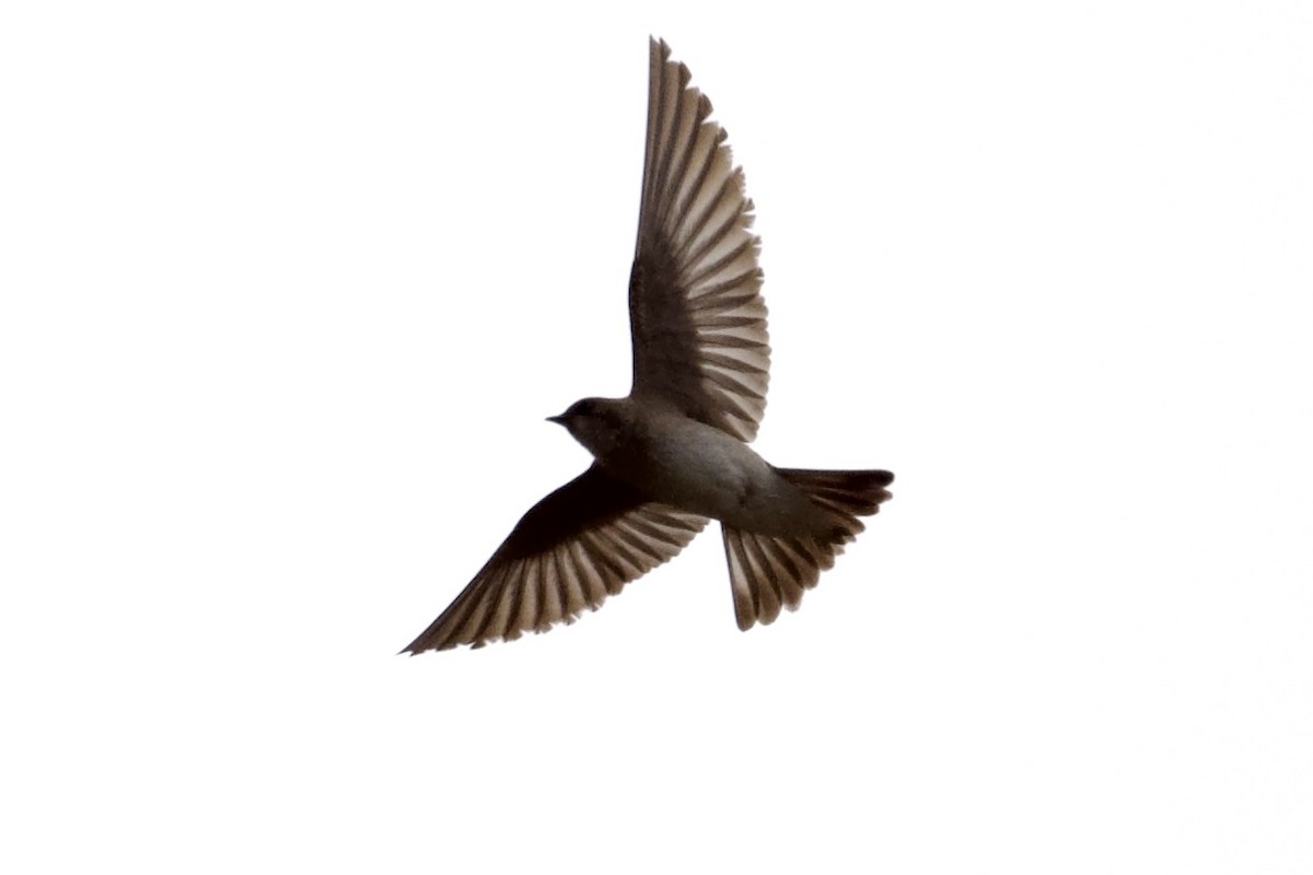 Northern Rough-winged Swallow - ML621694878