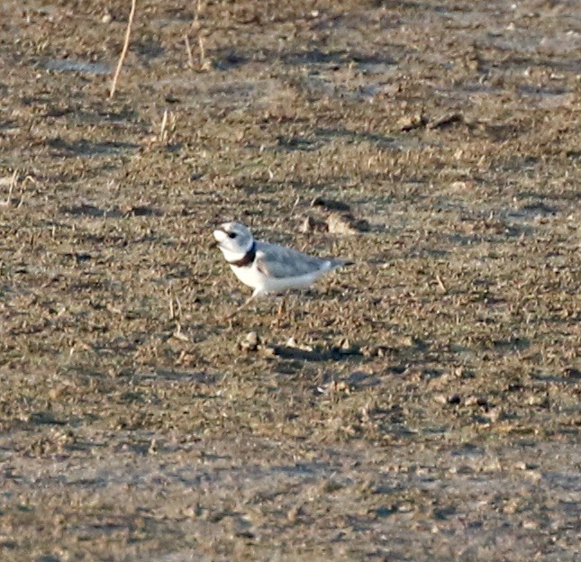 Piping Plover - ML621694890