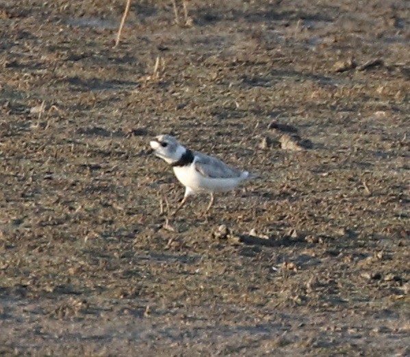 Piping Plover - ML621694891