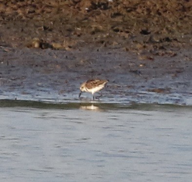 Semipalmated Sandpiper - ML621694917