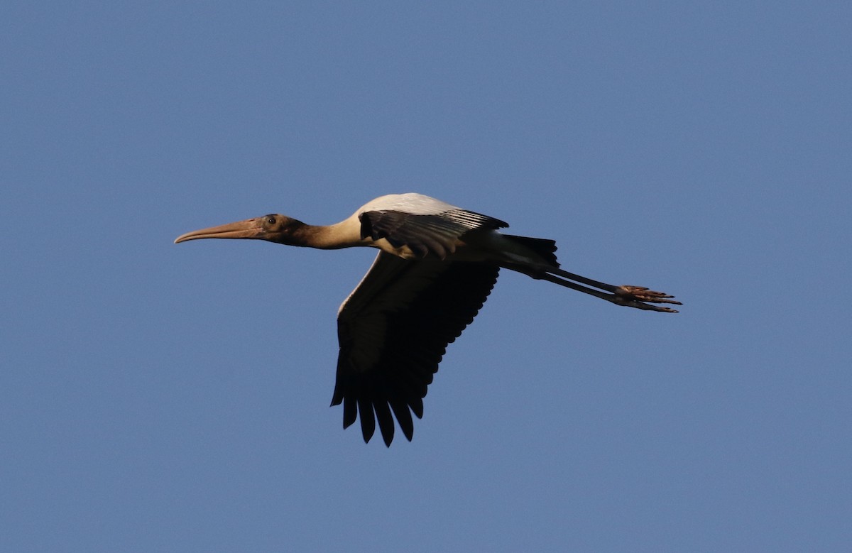 Wood Stork - ML621694960