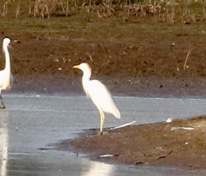 Western Cattle-Egret - ML621694963
