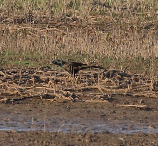 Common Grackle - ML621694987