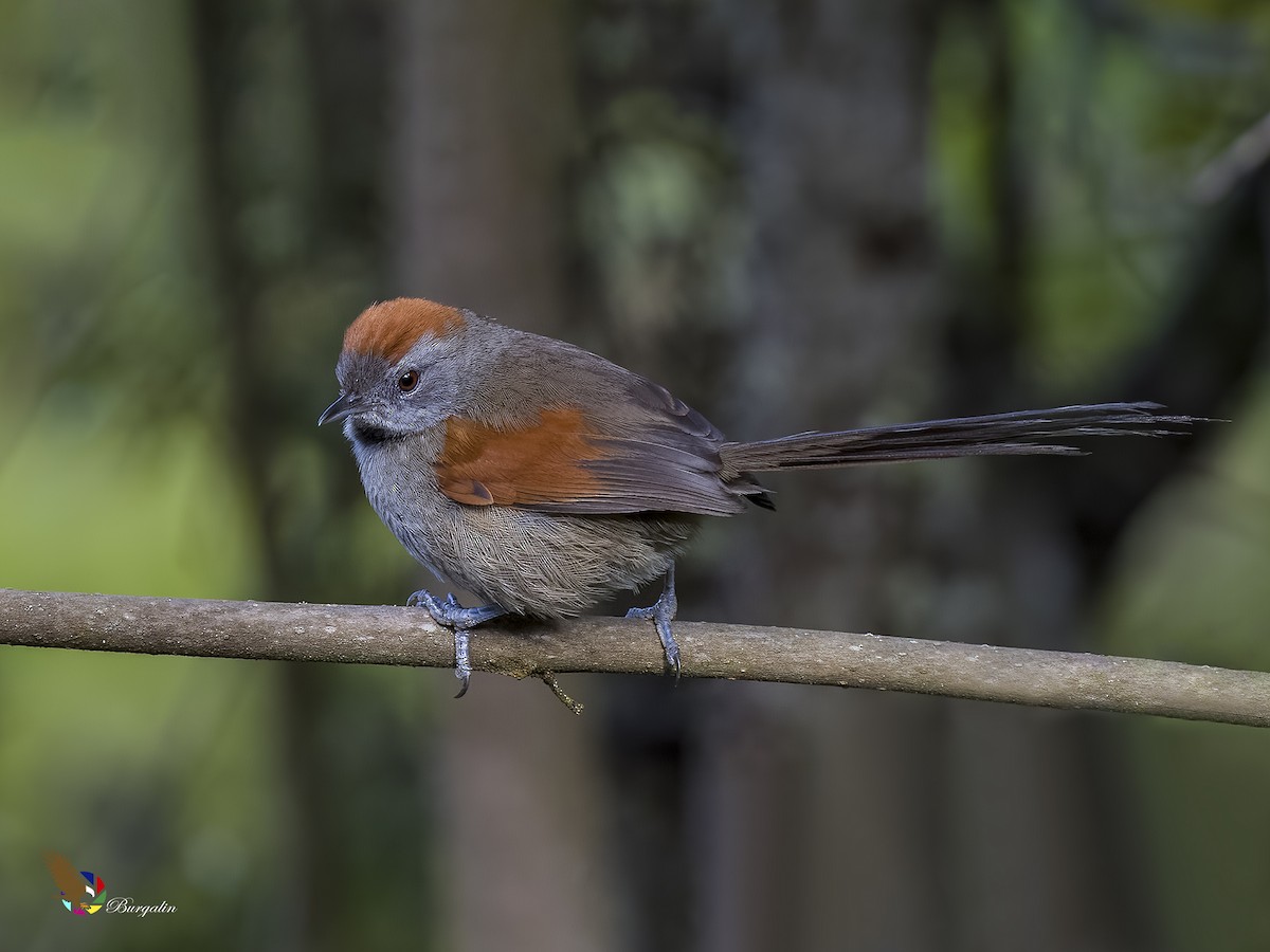Silvery-throated Spinetail - ML621695060