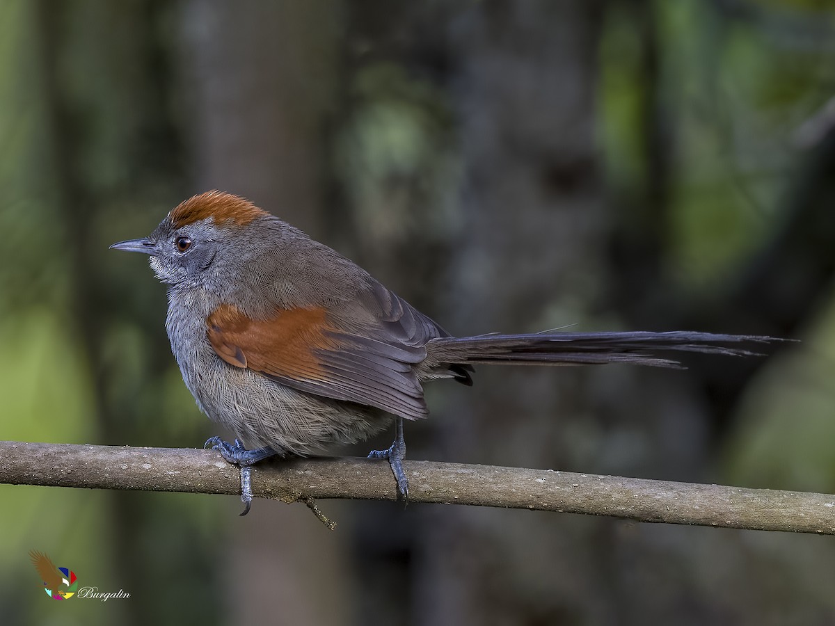 Silvery-throated Spinetail - ML621695061