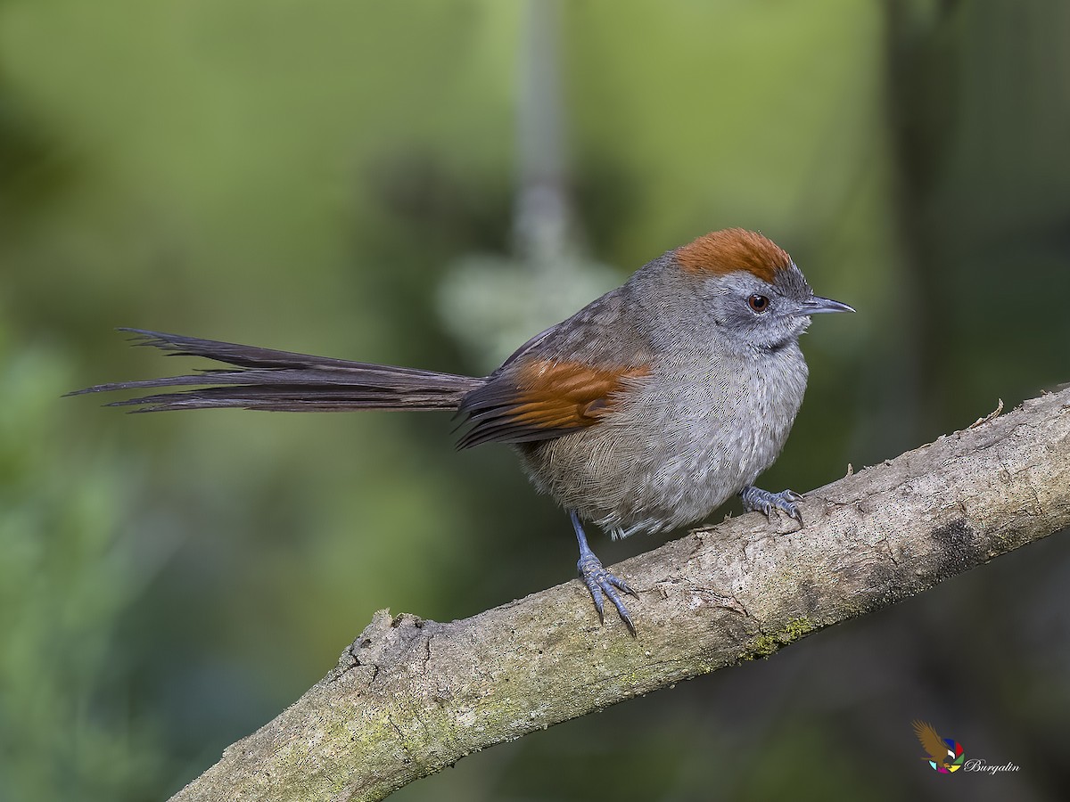 Silvery-throated Spinetail - ML621695062