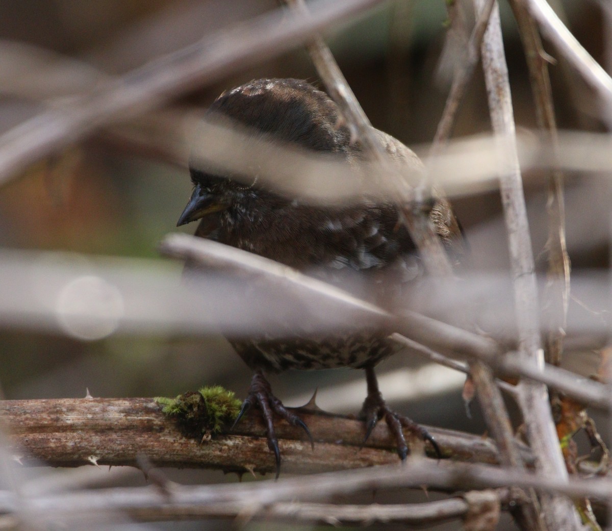 Fox Sparrow (Sooty) - ML621695070