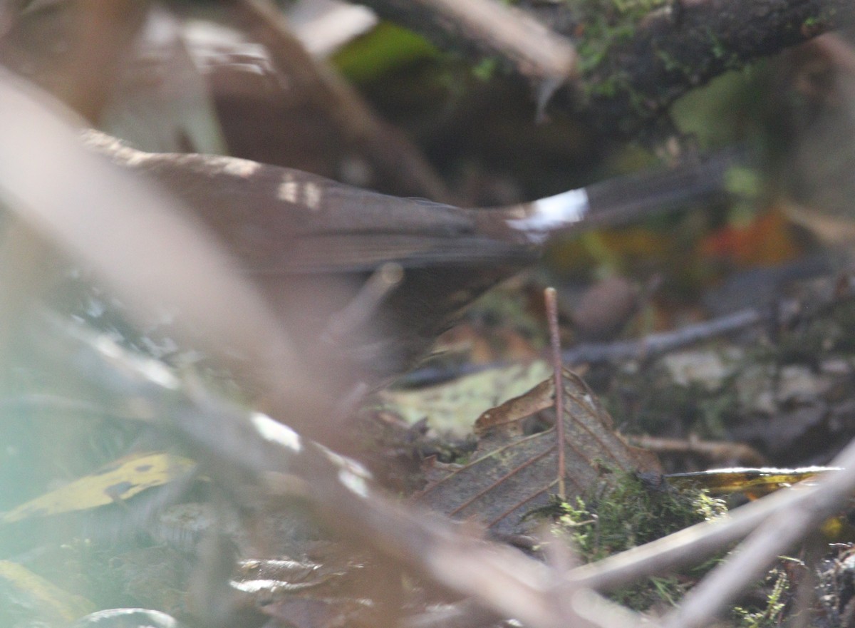 Fox Sparrow (Sooty) - ML621695071