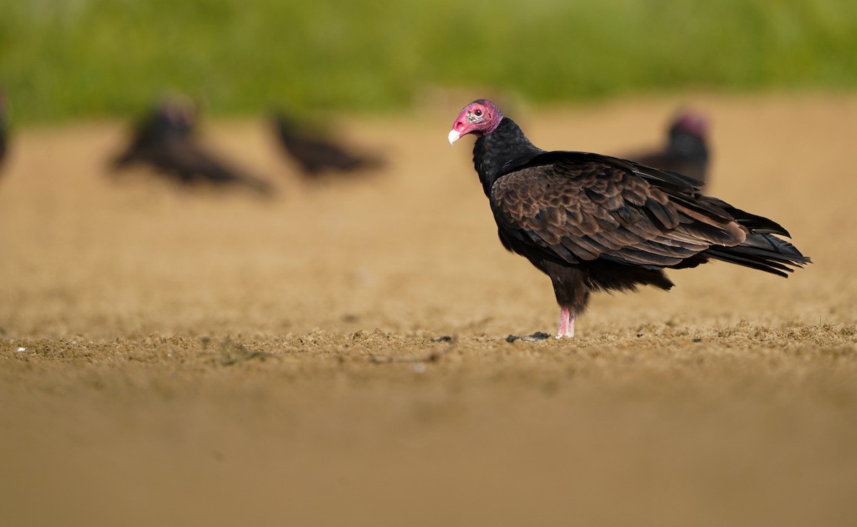 Turkey Vulture - ML621695103