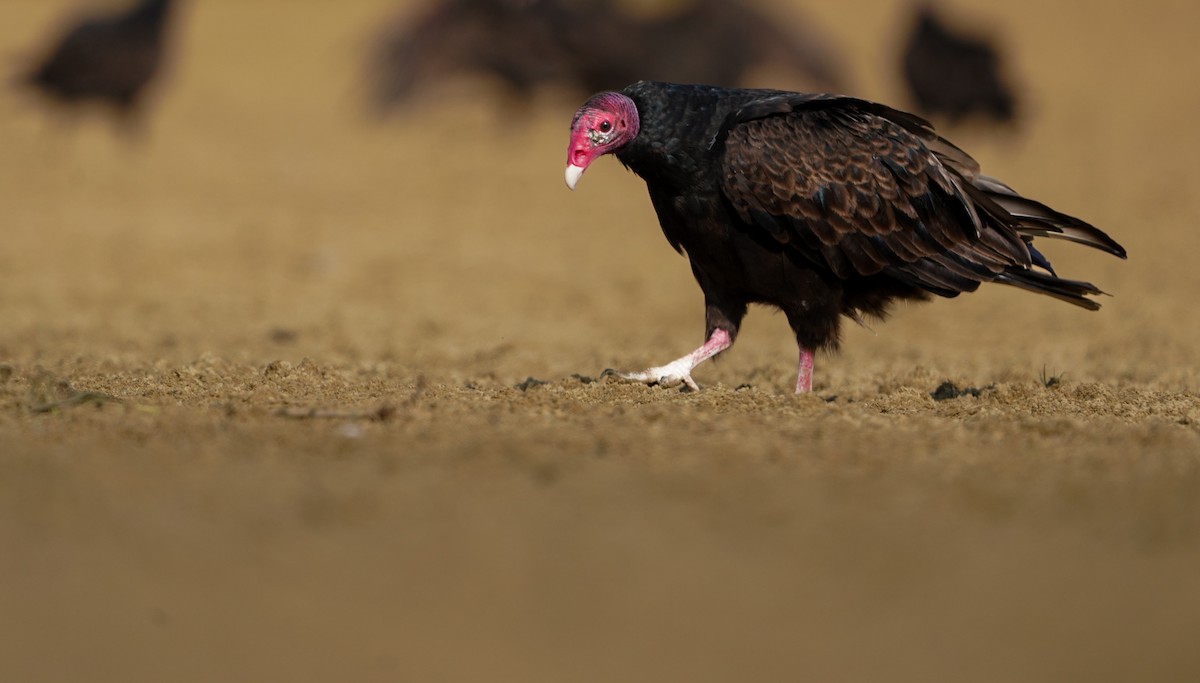 Turkey Vulture - ML621695104