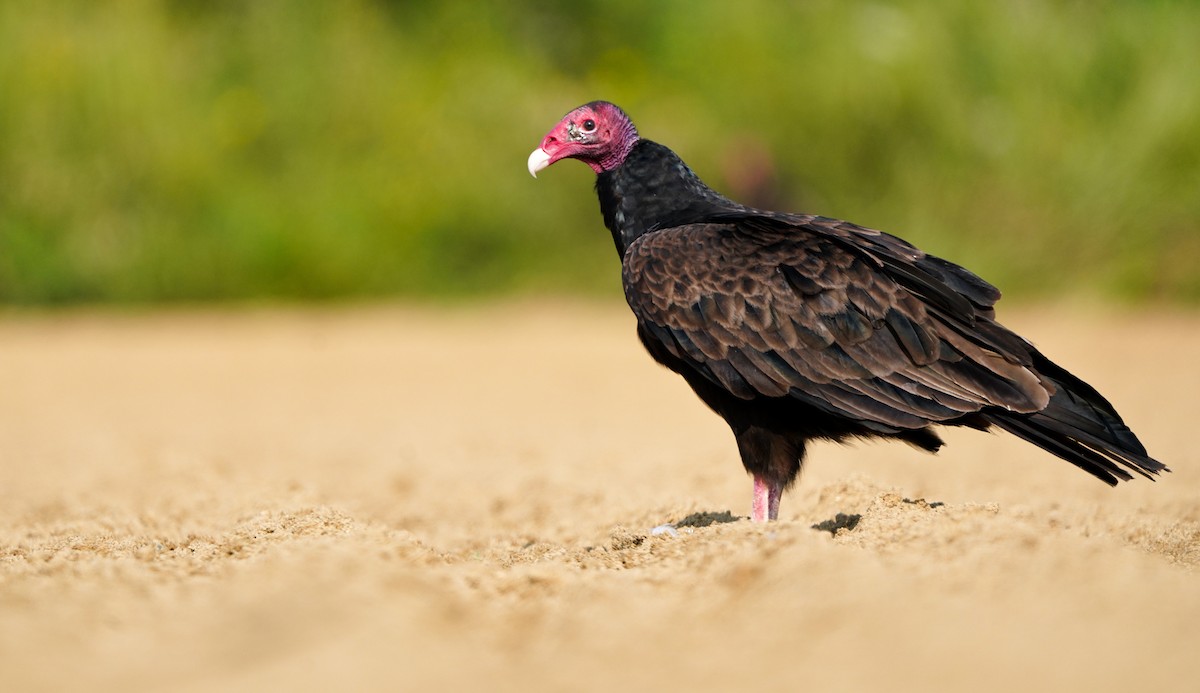Turkey Vulture - ML621695107
