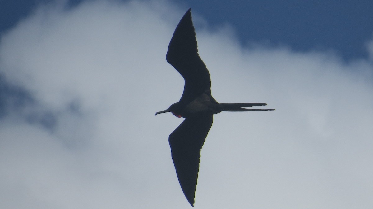 Magnificent Frigatebird - ML62169511