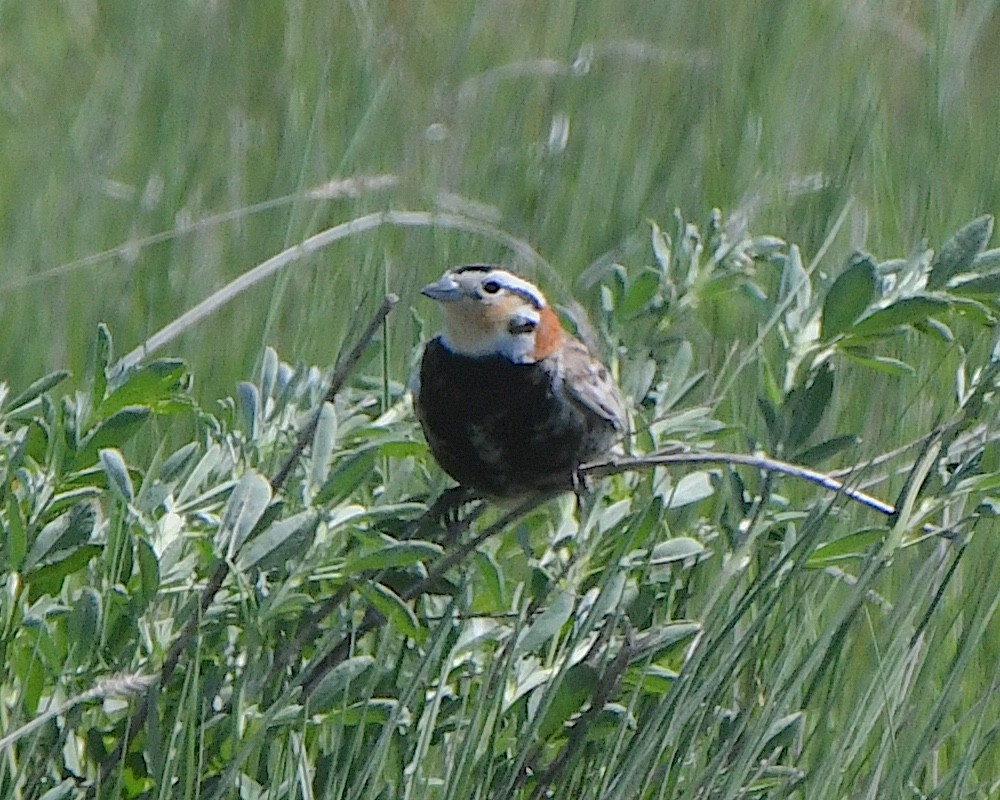 Chestnut-collared Longspur - ML621695182