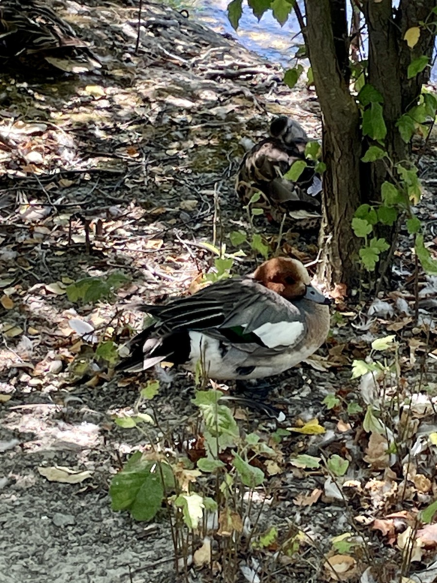 Eurasian Wigeon - ML621695185