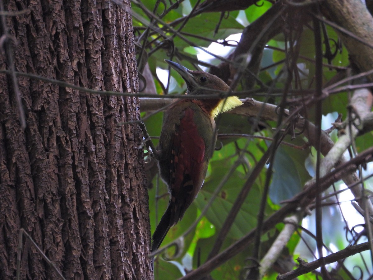 Checker-throated Woodpecker - Nick 6978