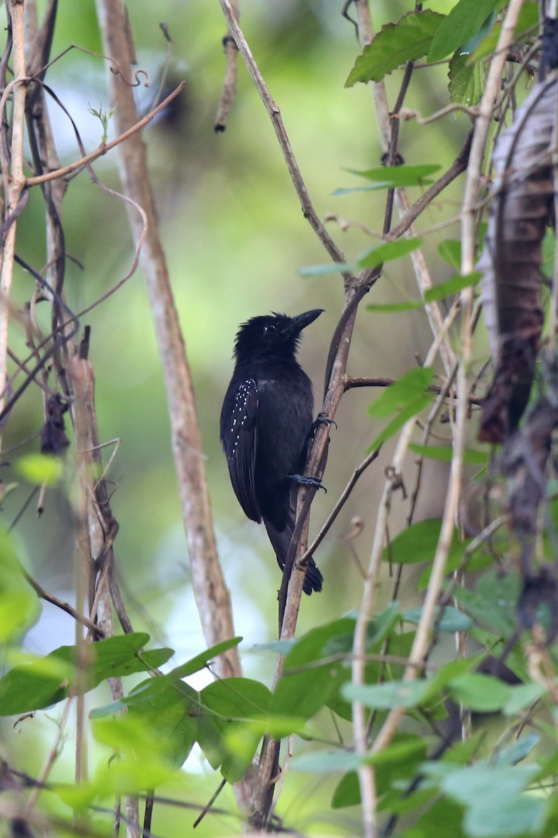 Black-hooded Antshrike - ML621695239