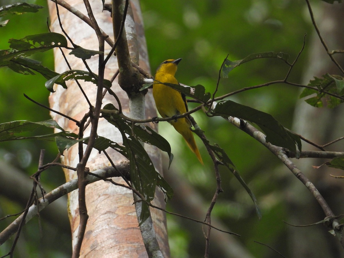 Scarlet Minivet - Nick 6978