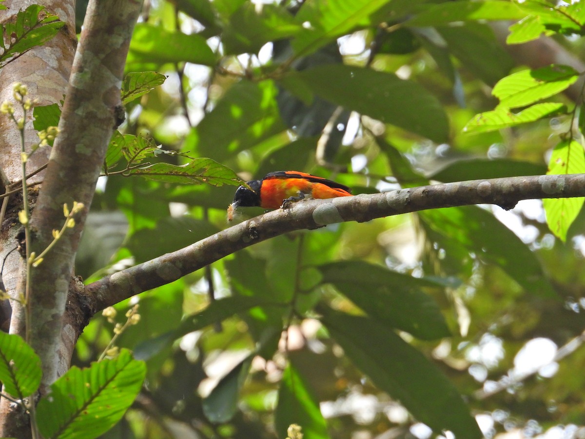 Scarlet Minivet - ML621695258