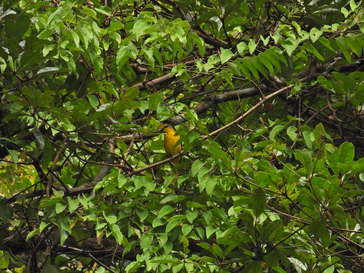 Scarlet Minivet - ML621695267