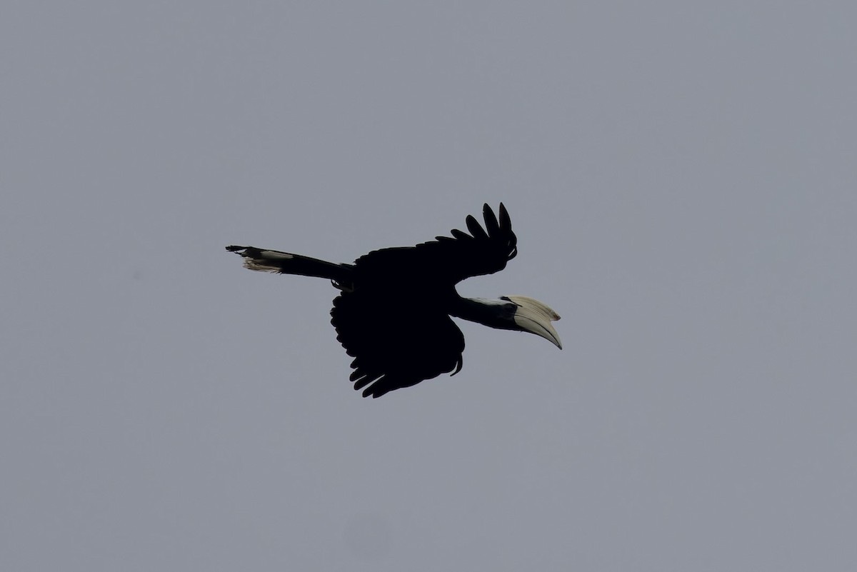 Black Hornbill - Ted Burkett