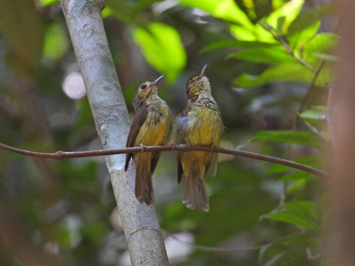 Hairy-backed Bulbul - ML621695276