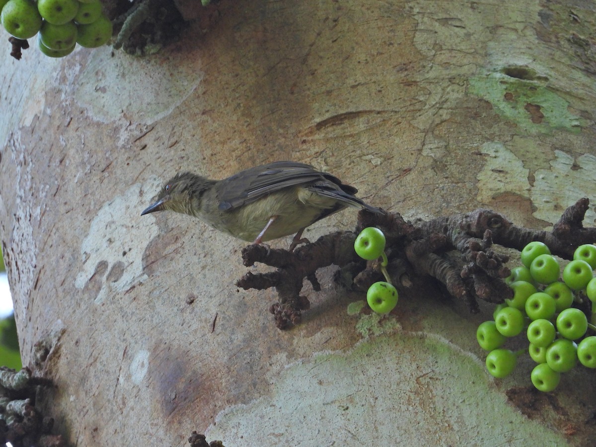 Red-eyed Bulbul - Nick 6978