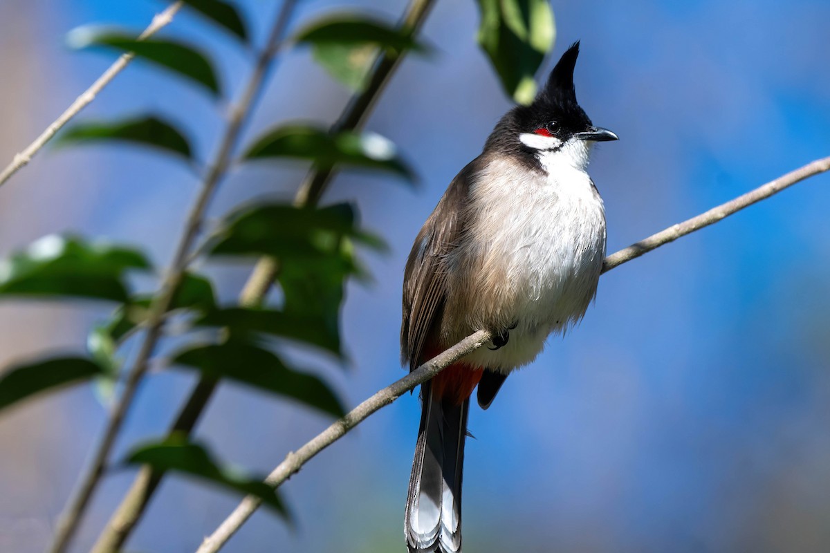 Red-whiskered Bulbul - ML621695338