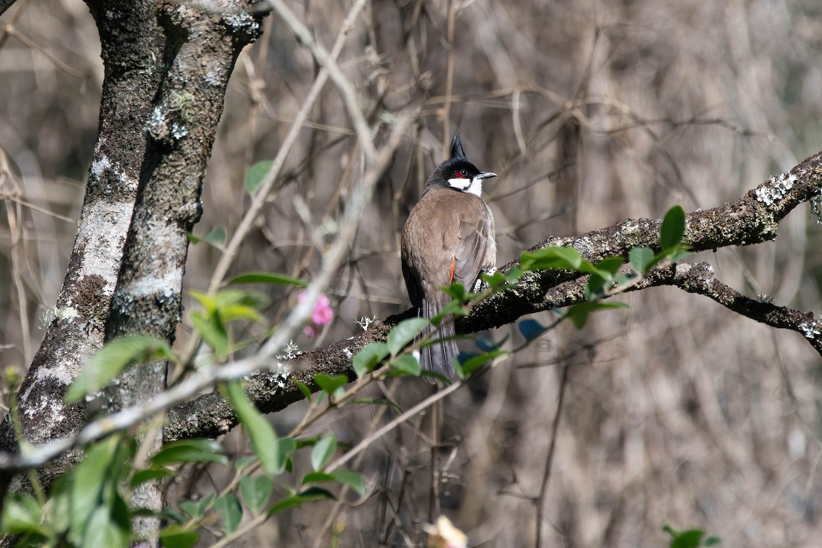 Red-whiskered Bulbul - ML621695339