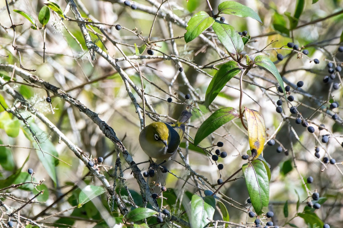 Silvereye - ML621695341