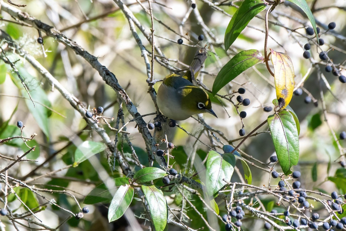 Silvereye - ML621695342