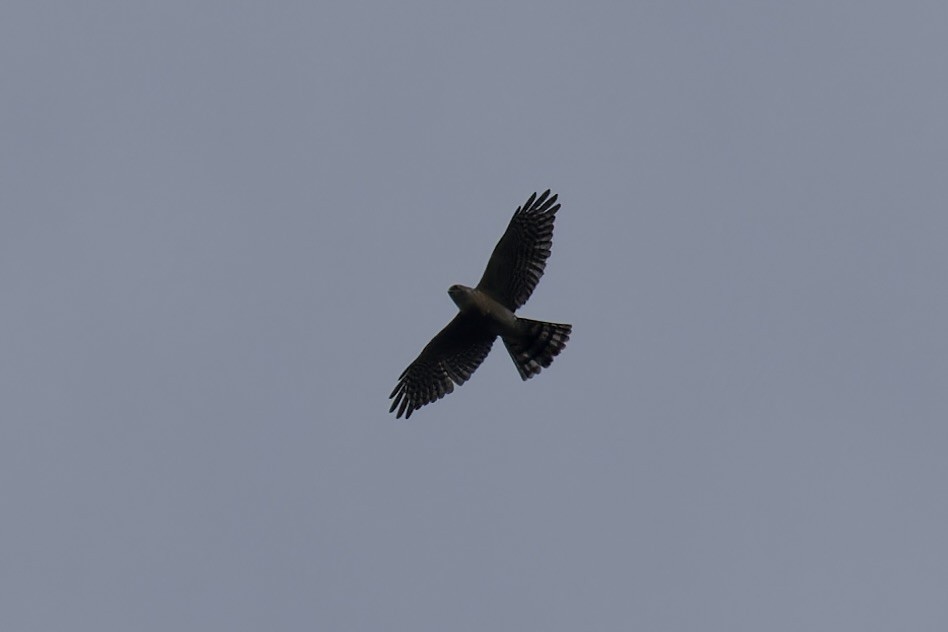 Japanese Sparrowhawk - Ted Burkett