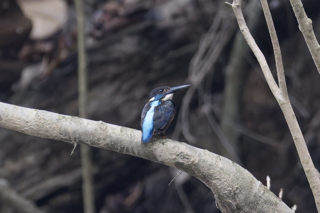 Malaysian Blue-banded Kingfisher - ML621695356