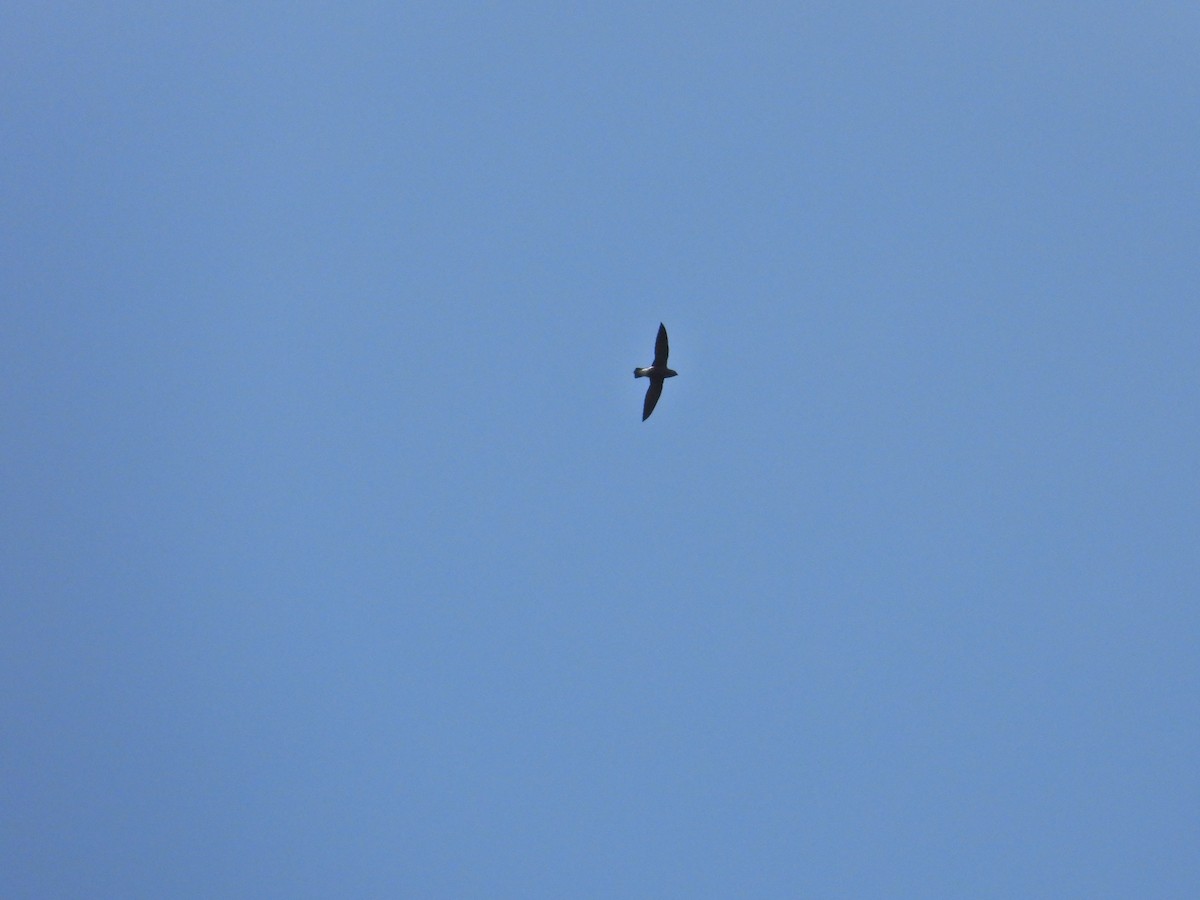 Brown-backed Needletail - ML621695372