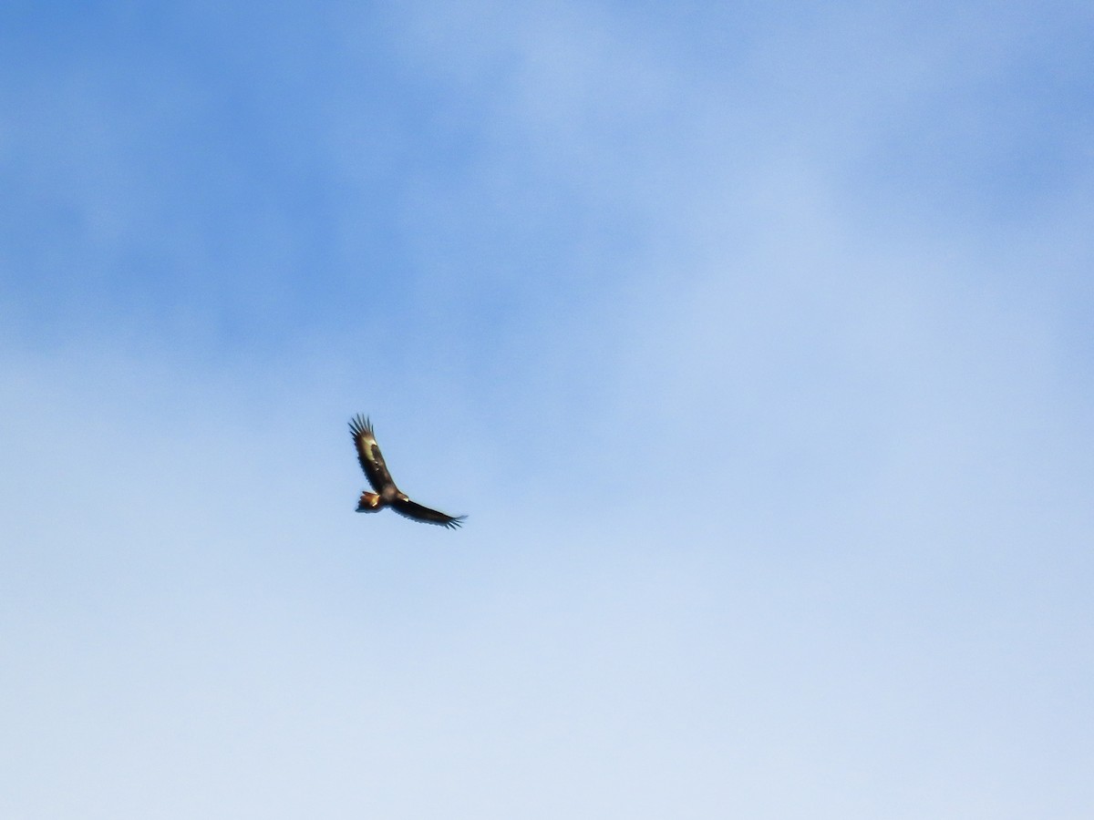 Wedge-tailed Eagle - ML621695414