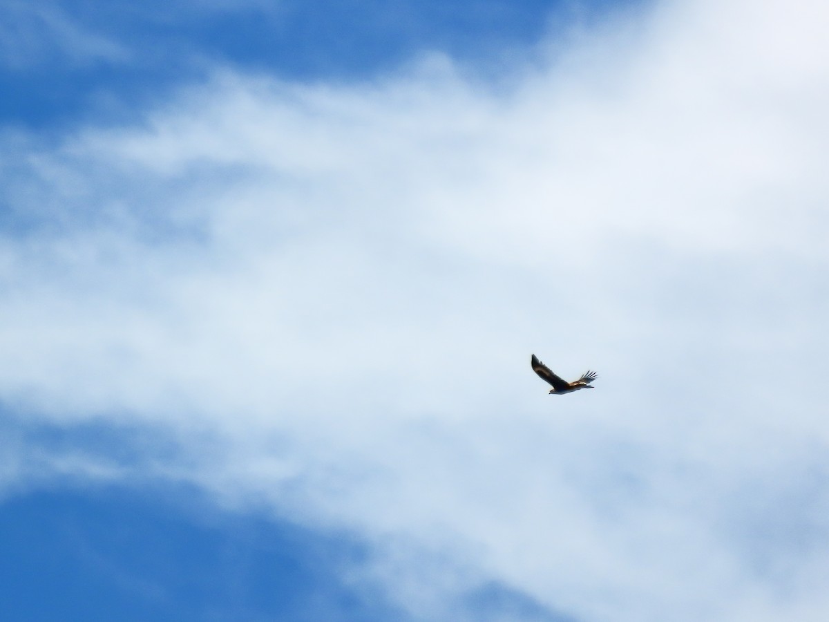 Wedge-tailed Eagle - Maria del Castillo