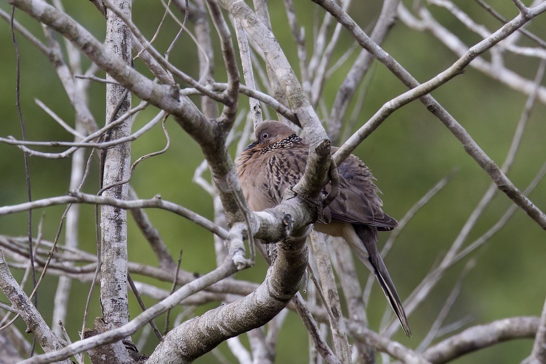 Spotted Dove (Eastern) - ML621695481