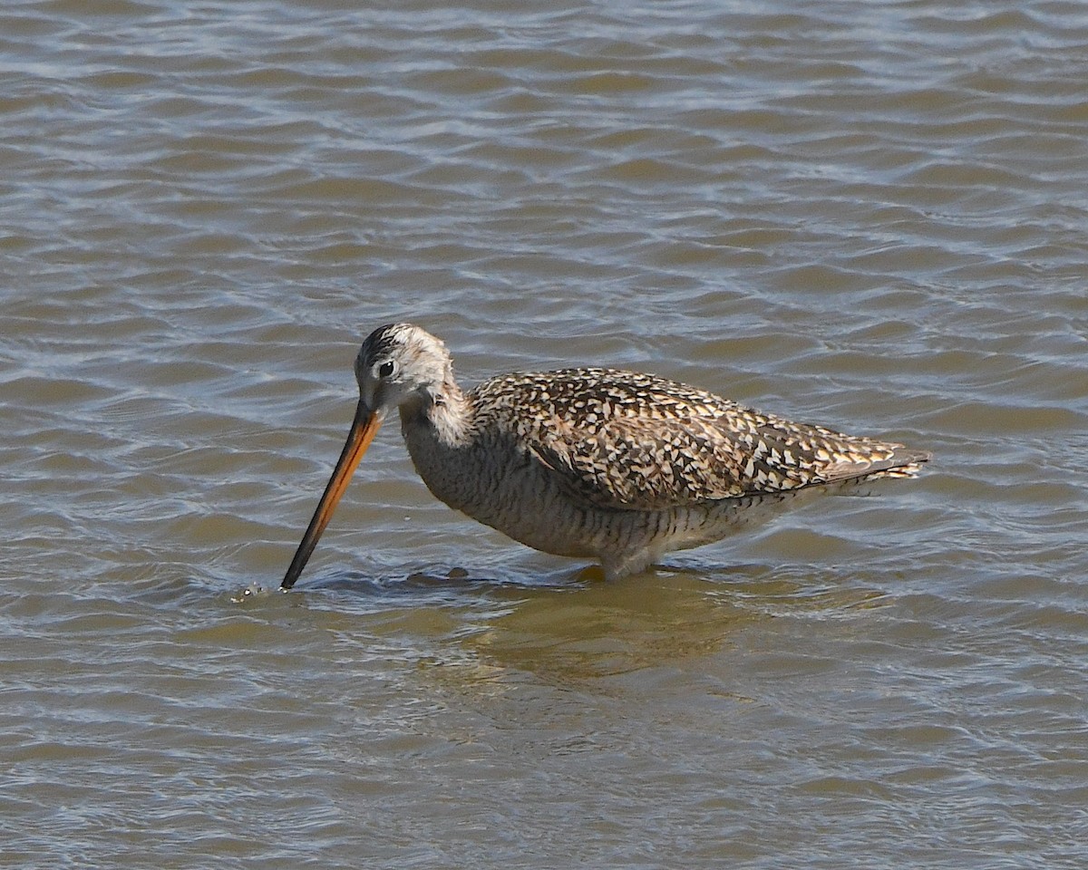 Marbled Godwit - ML621695482