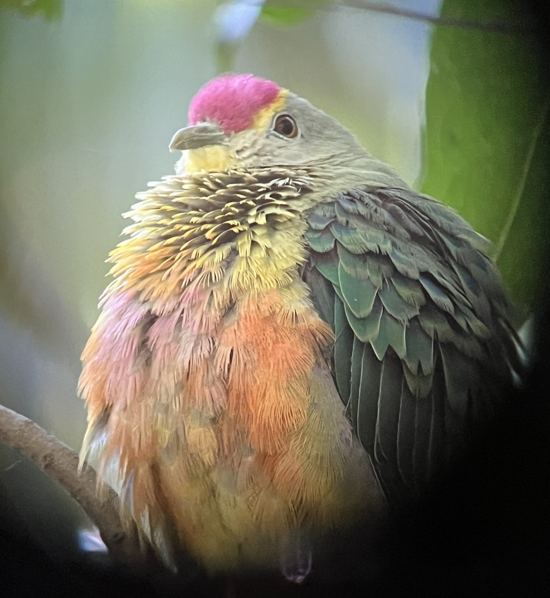 Rose-crowned Fruit-Dove - ML621695484