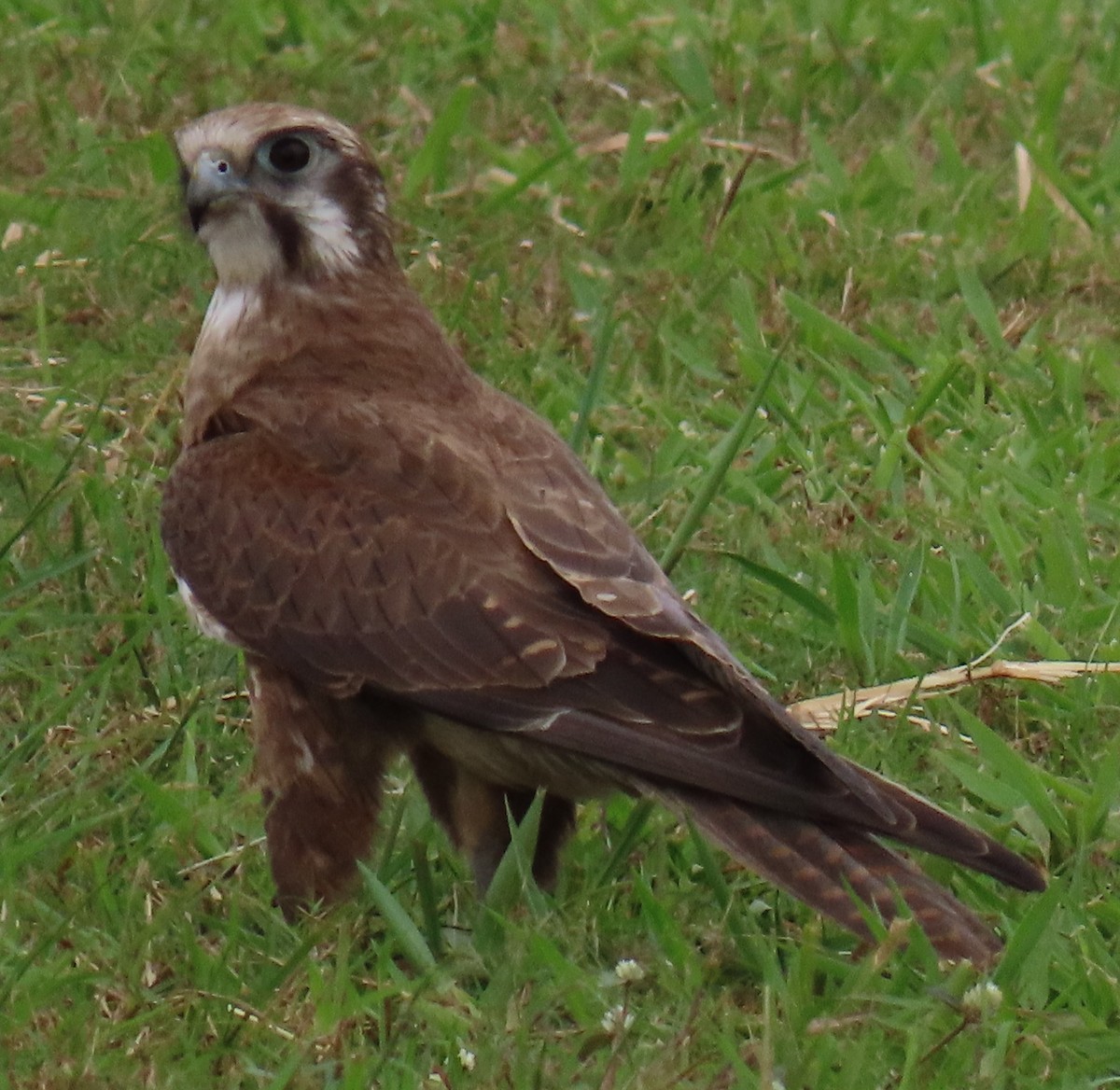 Brown Falcon - ML621695491